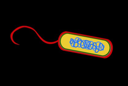 Table of Toll-like receptors and their ligands