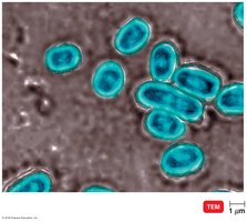 Capsules in Streptococcus pneumoniae