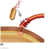 Structure of a prokaryotic flagellum (Gram-positive)