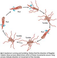 Flagella and bacterial motility: run and tumble