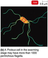 Proteus cell with peritrichous flagella