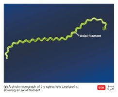 Axial filament in Leptospira