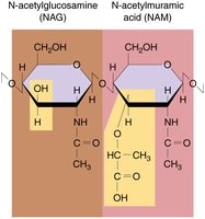 NAG and NAM structure