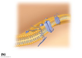 Lipid bilayer and membrane proteins