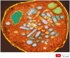 Chromatophores in photosynthetic bacteria