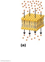 Simple diffusion through lipid bilayer