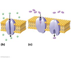 Facilitated diffusion through membrane transporters