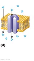 Osmosis through lipid bilayer and aquaporin