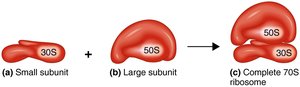 Prokaryotic ribosome: 30S and 50S subunits