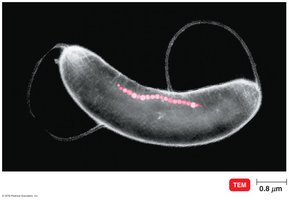 Magnetosomes in a bacterial cell