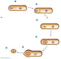 Sporulation process: endospore formation