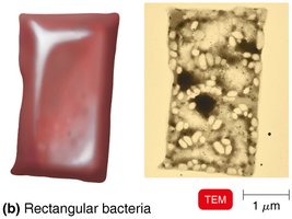 Rectangular bacteria