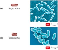 Bacilli: single, diplobacilli, streptobacilli, coccobacilli