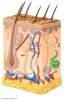 Structure of human skin