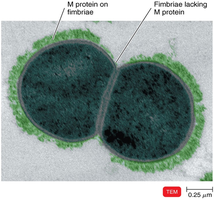M protein of group A beta-hemolytic streptococci