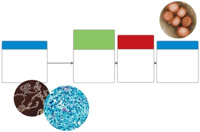 Diagram of the stages of microbial pathogenicity: entry, evasion, damage, exit