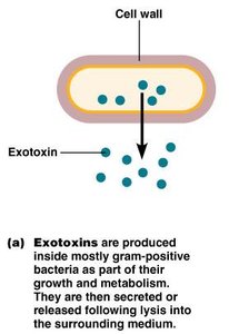 Exotoxin production and release
