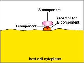 Binding of A-B toxins to host cell