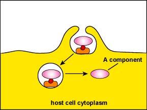 Entry of A-B toxins by endocytosis