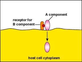 Entry of A component of A-B toxins by direct passage