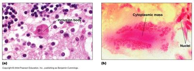 Cytopathic effects: inclusion bodies and syncytia formation