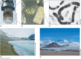 Antarctic microbial habitats and microorganisms