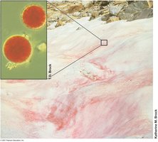 Snow algae: an example of psychrophilic microorganisms