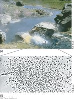 Growth of hyperthermophiles in boiling water