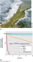 Hot spring microbes and their heat-stable enzymes
