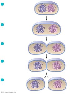 Steps of binary fission in prokaryotes