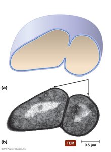 Snapping division in prokaryotes