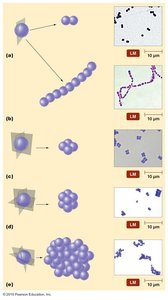 Arrangements of cocci