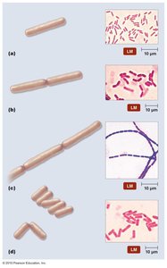 Arrangements of bacilli
