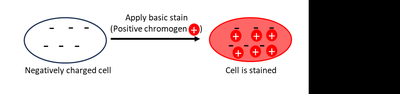 Diagram showing basic stain binding to negatively charged cell