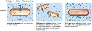 Osmotic effects on cells: isotonic, hypotonic, hypertonic