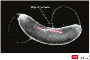 Magnetosomes in a bacterial cell (TEM)