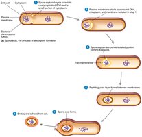 Sporulation: process of endospore formation