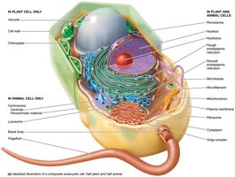 Eukaryotic cell showing typical structures