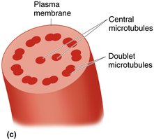 Cross-section of eukaryotic flagellum/cilium (9+2 array)