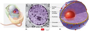 Eukaryotic nucleus structure