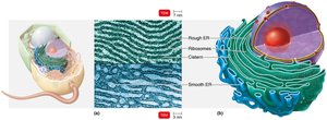 Endoplasmic reticulum structure