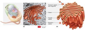 Golgi complex structure