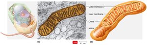 Mitochondrion structure