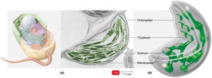 Chloroplast structure