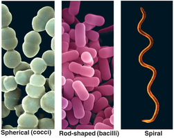 Common shapes of prokaryotic cells: cocci, bacilli, spiral