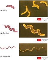 Spiral bacteria shapes: vibrio, spirillum, spirochete