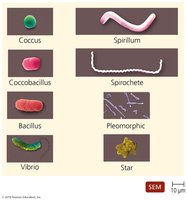 Typical prokaryotic morphologies