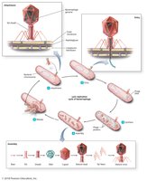 Lytic replication cycle in bacteriophages