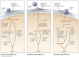 Synthesis of proteins and genomes in animal RNA viruses