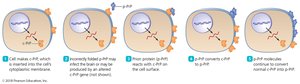 Templating action of prions